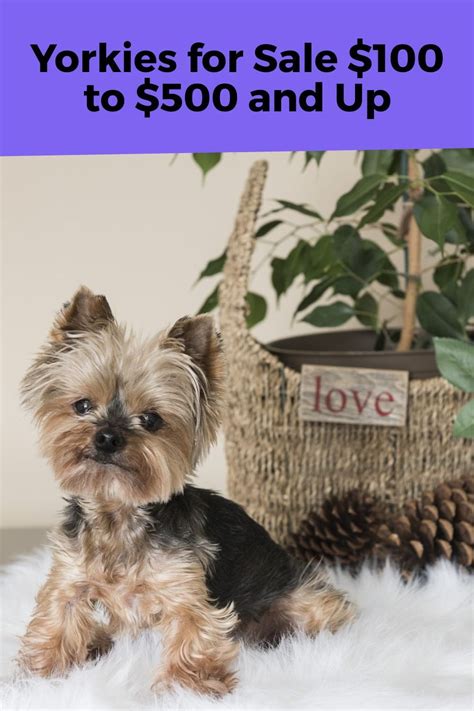 yorkie puppies for sale in wyoming|More.